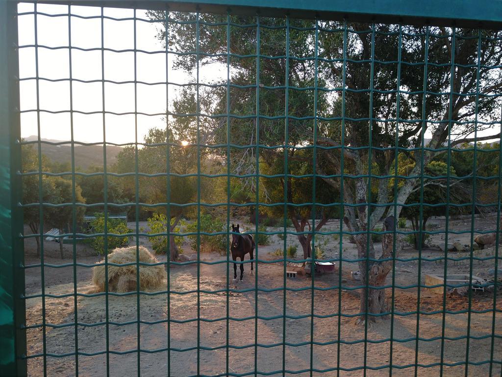 Telti Residence Villa Smeralda מראה חיצוני תמונה